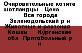 Очаровательные котята шотландцы › Цена ­ 2 000 - Все города, Зеленодольский р-н Животные и растения » Кошки   . Курганская обл.,Притобольный р-н